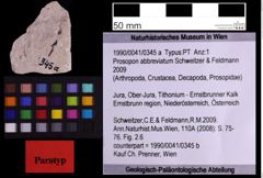 Foto (Objekt + Etiketten) von Prosopon abbreviatum (Schweitzer & Feldmann 2009) (NHMW-GEO-1990-0041-0345a)